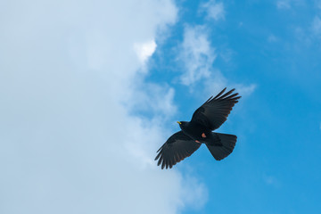 Crow under white clouds