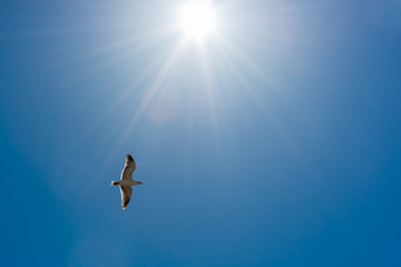 Seagull under the sun