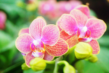 Fototapeta na wymiar The butterfly orchid