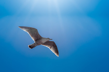 Seagull under the sun
