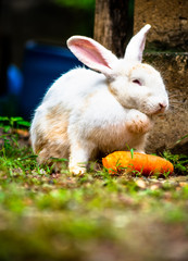 white rabbit in the grass