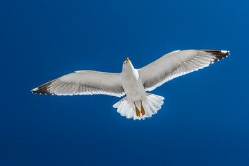 Seagull