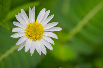 Obraz premium Little white daisy flower with green bokeh