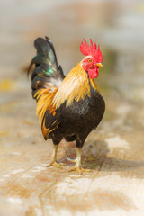 Cock on a blur background