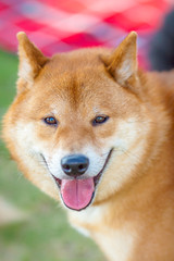 Smiling Shiba