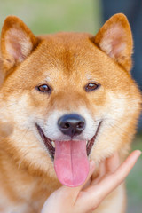 Smiling Shiba