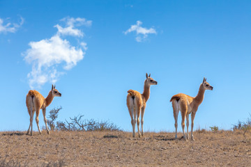 Three Guanaco