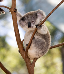 koala bear in tree © markrhiggins