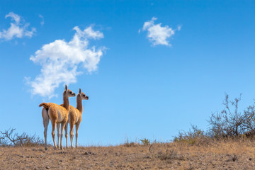 Two Guanaco 