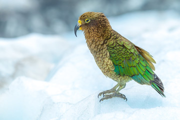 Kea on ice