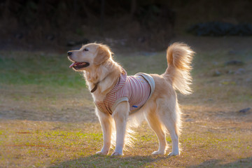 Happy Golden Retriever with Cloth