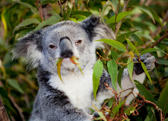 koala bear in tree