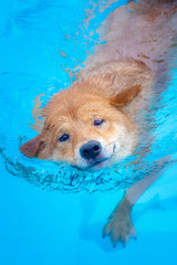 swimming pool dog