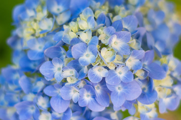 Blue Hydrangea