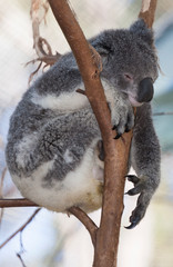 koala bear in tree