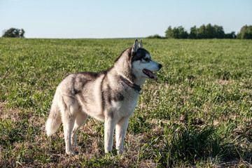 Naklejka na ściany i meble dog breed husky stuck out his tongue and looks to the right standing on the field in the evening