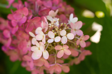 Pink Hydrangea 2
