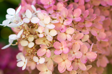 Pink Hydrangea 1