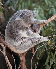 koala mum and baby