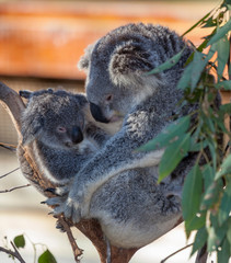 koala mum and baby © markrhiggins