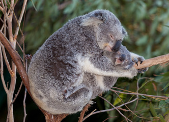 koala mum and baby © markrhiggins