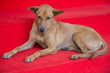 Street dog on red carpet