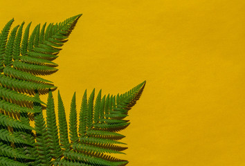 Flat lay with fern green leaves on bright yellow background. Member of group vascular plants....