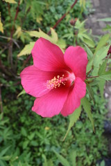 Fototapeta premium Flower Chorus-141