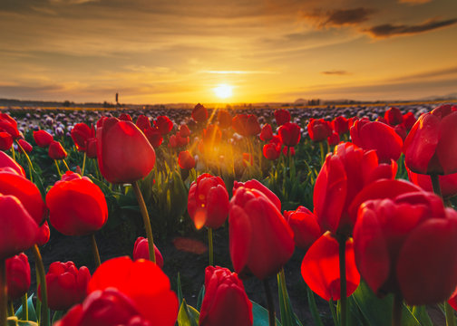 Tulips