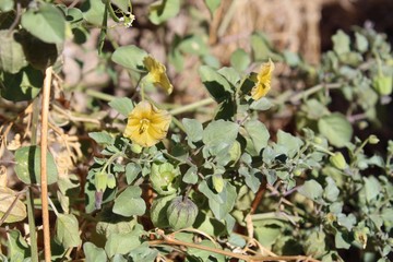 One of four genus representatives native to Joshua Tree National Park, this plant, commonly as ThickLeaf Groundcherry, botanically as Physalis Crassifolia, competes in the Southern Mojave Desert.