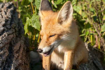 red fox vulpes vulpes