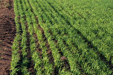 Fototapeta na wymiar young corn in rows in a field with brown soil