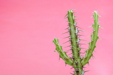 Cactus Trendy Design. Minimalist Still-life. Trendy Bright Pastel Colors. Cactus on Pink Neon background 