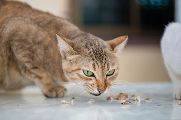 Close up a striped Thai cat with big eyes, green eyes cat