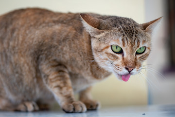 Fototapeta na wymiar Close up a striped Thai cat with big eyes, green eyes cat