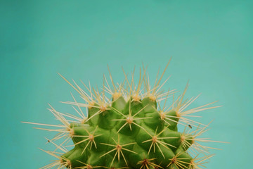 close up cactus isolated on green background