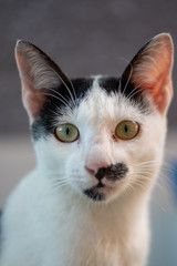 Close up black and white Thai cat with big eyes, funny cat