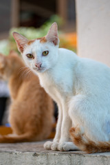 Fototapeta na wymiar White and orange Thai cat portrait, Cat in home