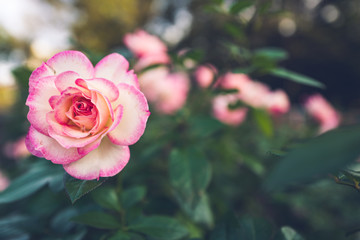 バラ ピンク 横