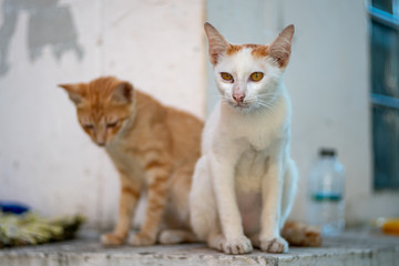 Fototapeta na wymiar Portrait white and orange cat and ginger cat, close up Thai cat