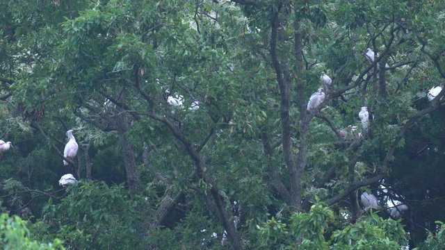 Flock of Nipponia nippon or Japanese Crested Ibis or Toki, once extinct animal from Japan, in a wood in Sado island
