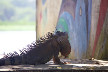 Adult Male Green Iguana 