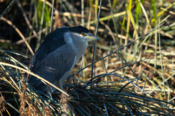 Black-crowned night heron , seen in the wild in North California