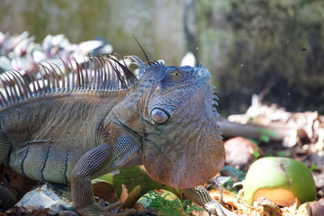 Adult Male Green Iguana 