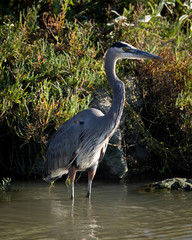 Great blue heron , seen in the wild in a North California marsh