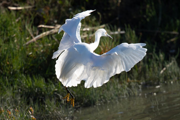 Great egret landing in beautiful light, seen in the wild in a North California marsh 