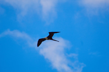 seagull flying in the sky