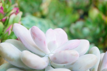 Obraz premium Potted succulent plants