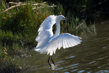 Great egret landing in beautiful light, seen in the wild in a North California marsh 