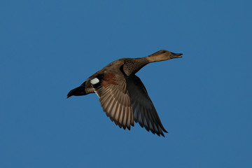 Wild duck flying, seen in a North California marsh